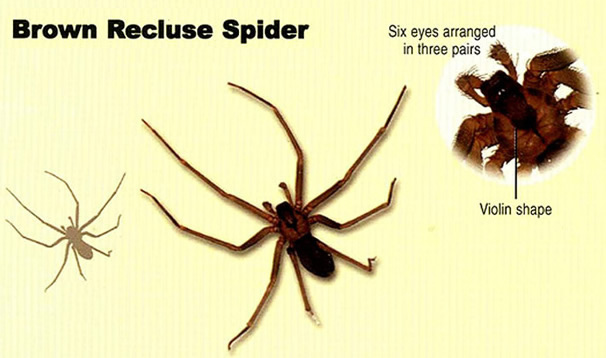 brownrecluse jpg brown recluse spider size
